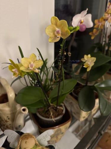 Ein Kunde zeigt seine blühende Duftorchidee Table Dance Citrin-Gelb mit zwei Rispen und gelben Blüten.