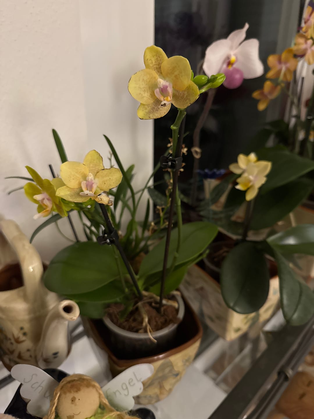 Customer photo review of Duftorchidee Table Dance Citrin-Gelb mit gelb-gepunkteten Blüten und 2 Rispen