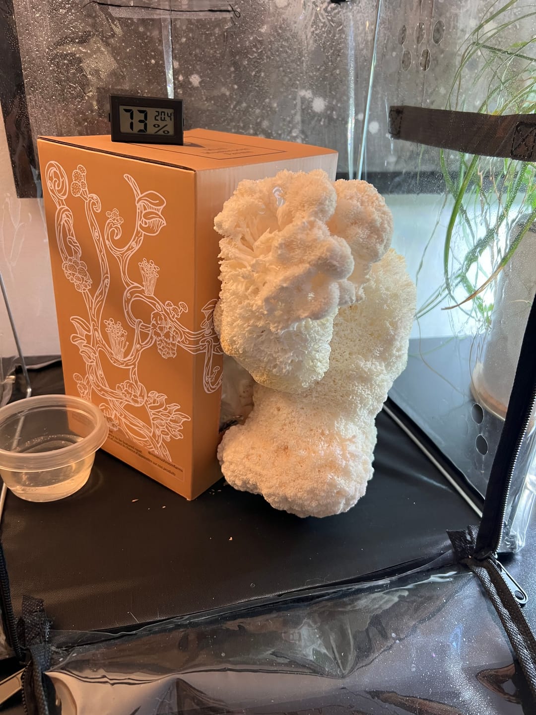 Customer photo review of Essentials Bundle Gift Set + Grow Kit
