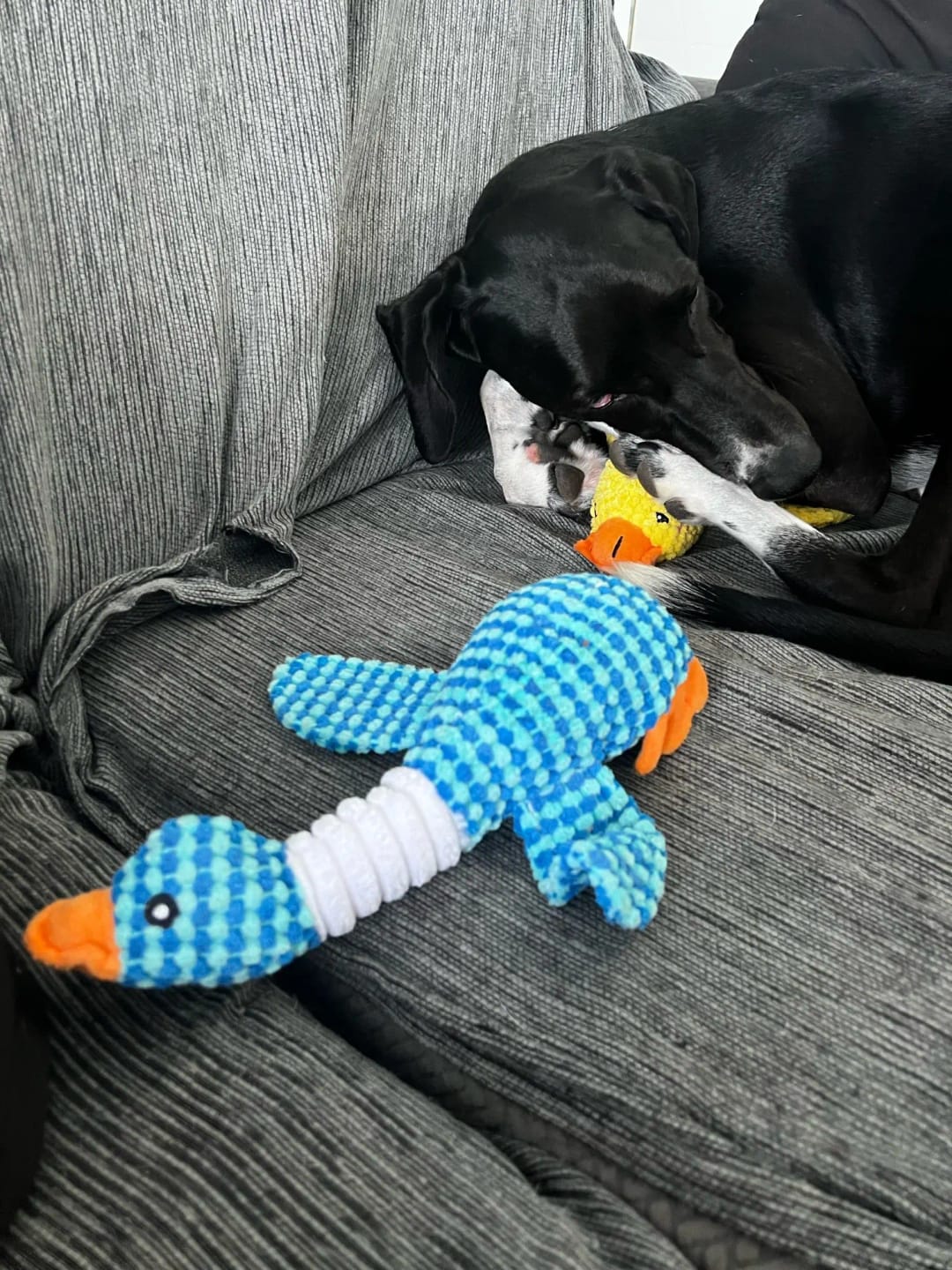 Customer photo review of Plush Blue Goose Dog Chew Toy
