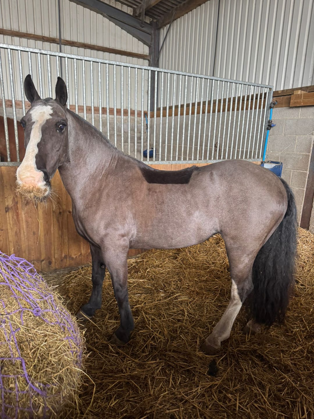 Customer photo review of Large Horse Skin Rescue Bundle