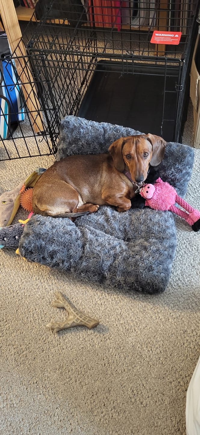 Customer photo review of 6 Inch Thick Braided Bully Stick