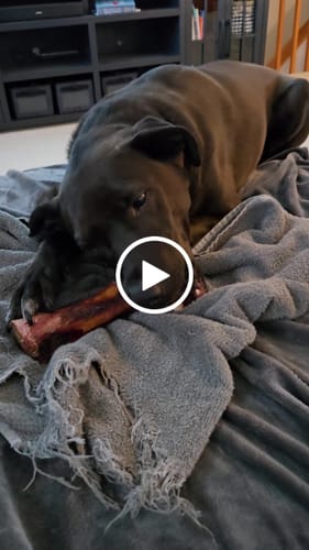 Customer video review of Smoked Beef Marrow Bone