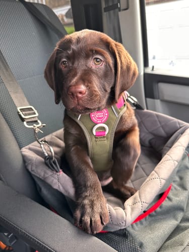 Customer's brown puppy wearing the olive and pink Trail & Glow Dog Harness while sitting in a car seat.