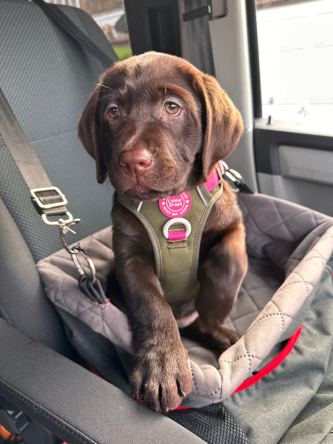 Customer photo review of Trail & Glow Dog Harness - COLOUR DROPS® - Olive it Hot