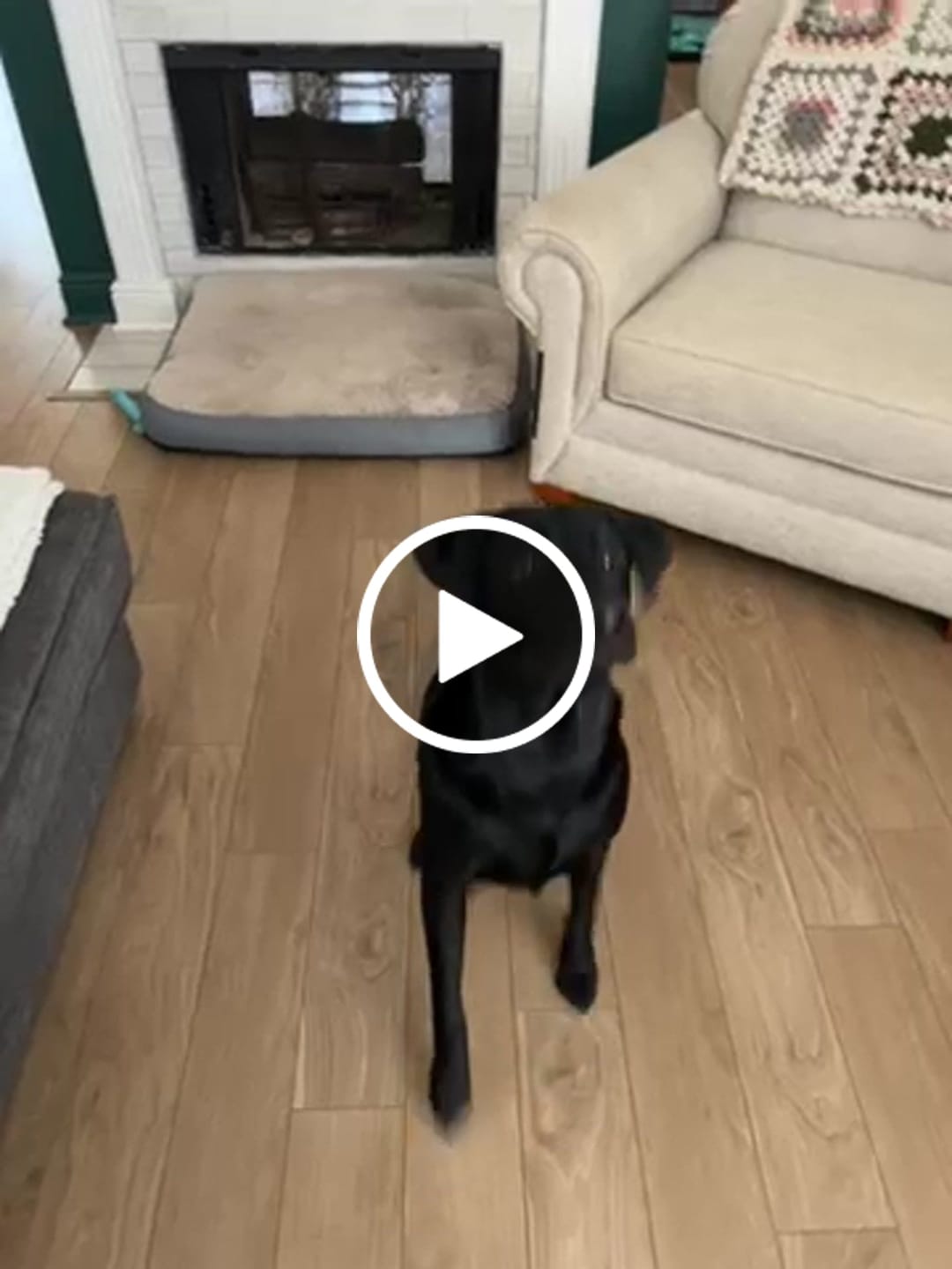 Customer video review of Hickory Smoked Bully Sticks