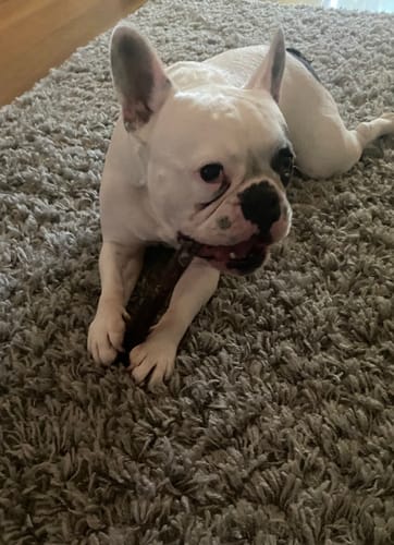 Customer photo review of Beef Pizzle (THICK & Long)