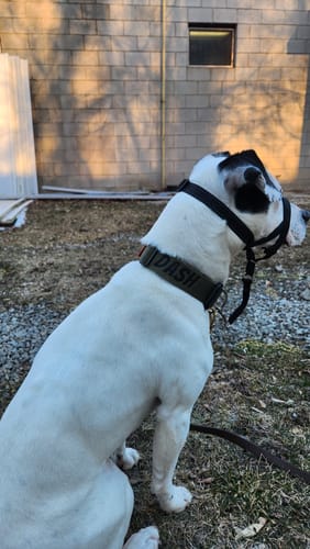 Customer photo review of 1.5" Tacti Slim Dog Collar - Olive