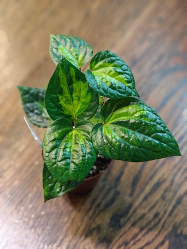 Customer's Piper methysticum 'Bright Eyes' plant with glossy, variegated leaves in a small pot on a wooden surface.