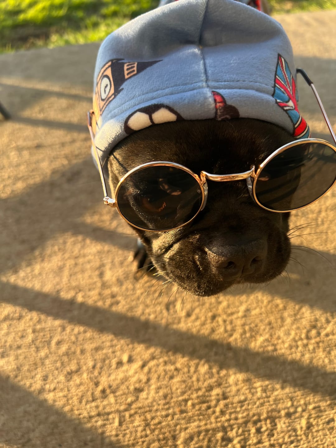 Customer photo review of Around the World Dog Hoodies