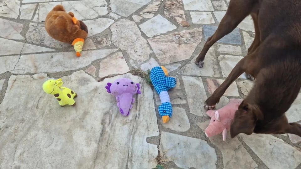 Customer photo review of Plush Blue Goose Dog Chew Toy
