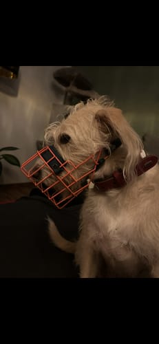 Customer photo review of „All in one“ Maulkorb