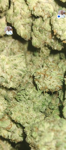 Customer photo review of Airheadz THCA Flower