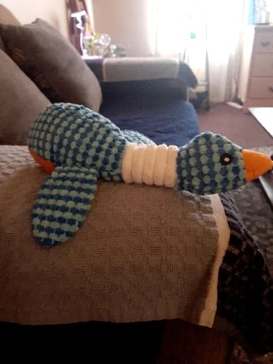 Customer photo review of Plush Blue Goose Dog Chew Toy