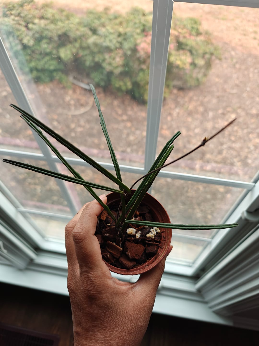 Customer photo review of Hoya insularis