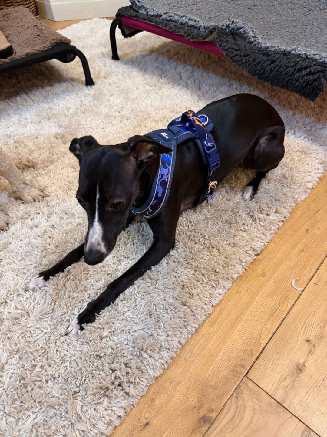 Customer photo review of Apex® Harness