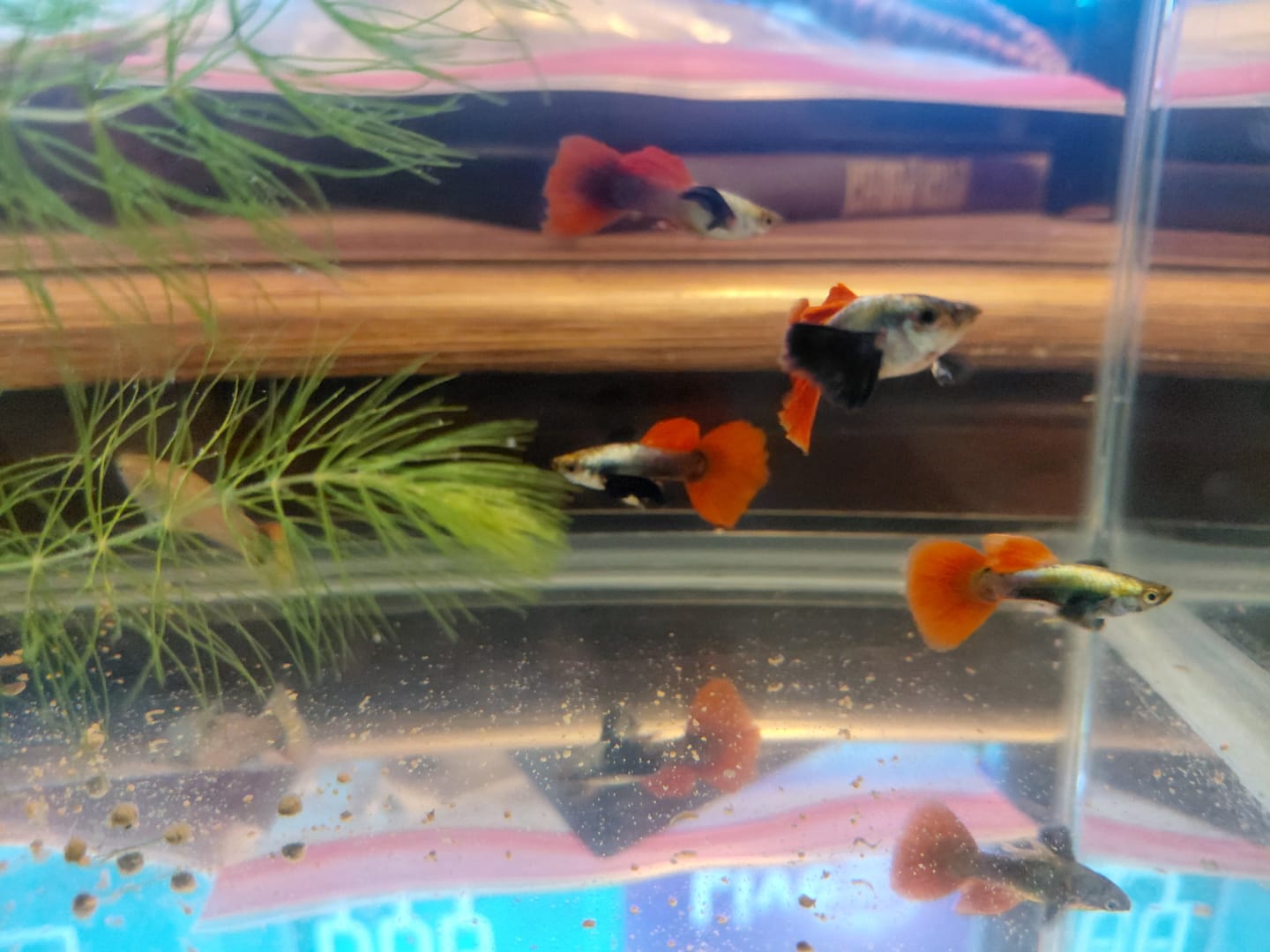 Customer photo review of Dumbo Red Tail Guppy Fish