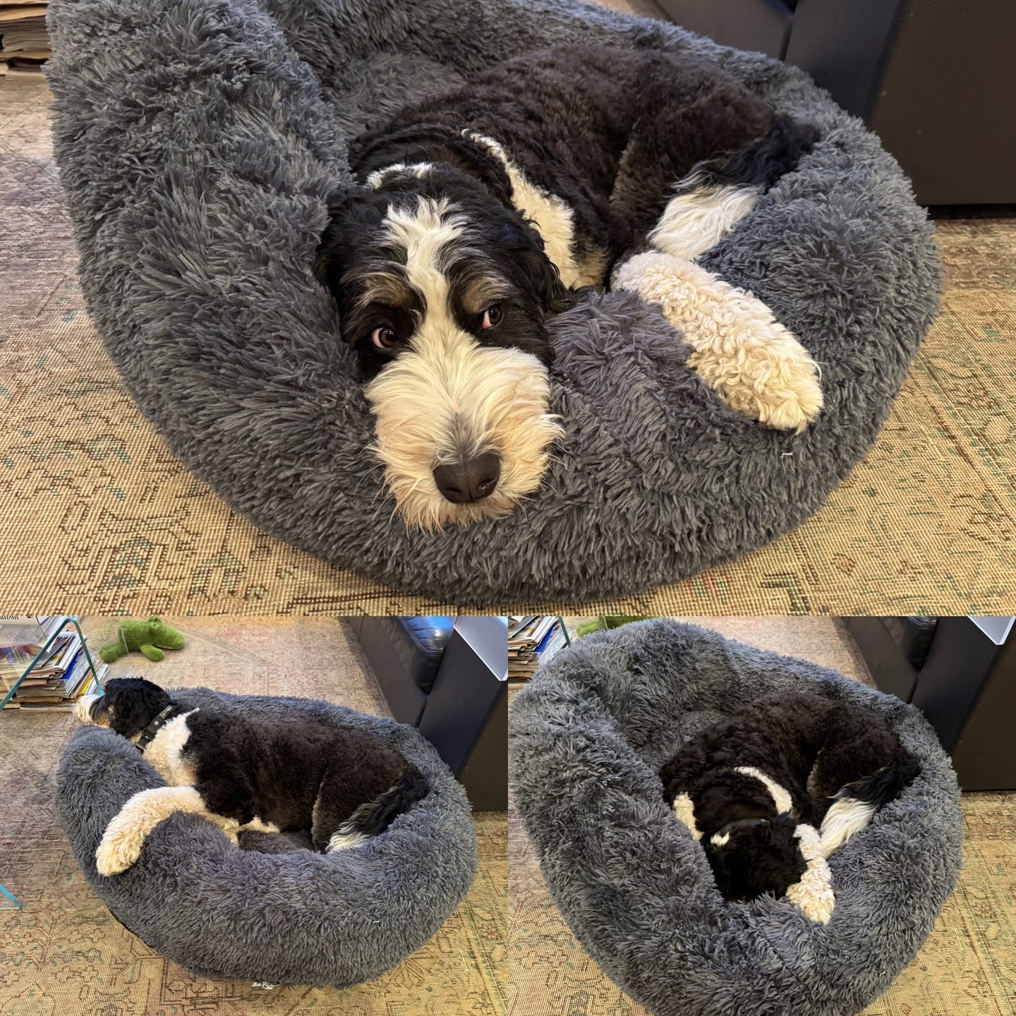 Customer photo review of Brooklyn® Deep Sleep Pet Bed