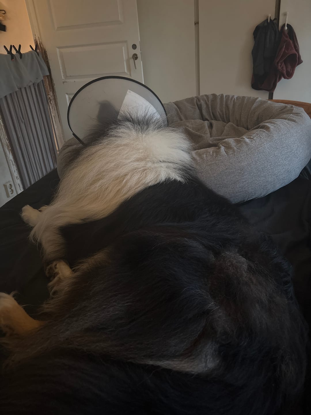 Customer photo review of CalmBed - Pälsfritt Överdrag