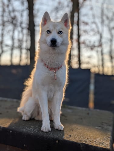 Customer photo review of Welcome back Chains