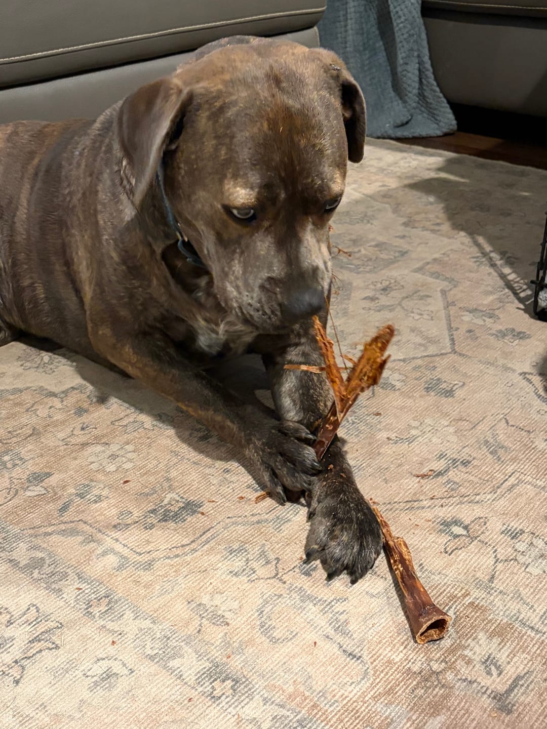 Customer photo review of 12 Inch Beef Jerky Stick