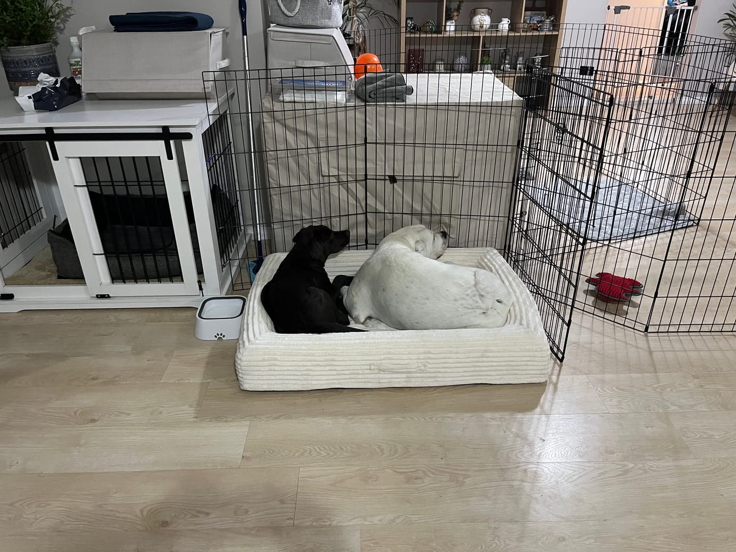 Customer photo review of Orthopaedic Dog Bed – Waterproof & Washable