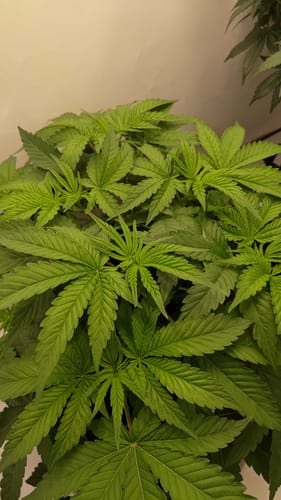 Customer photo review of Premium Pulverdünger | VBX + SHINE für Erde & Hydro