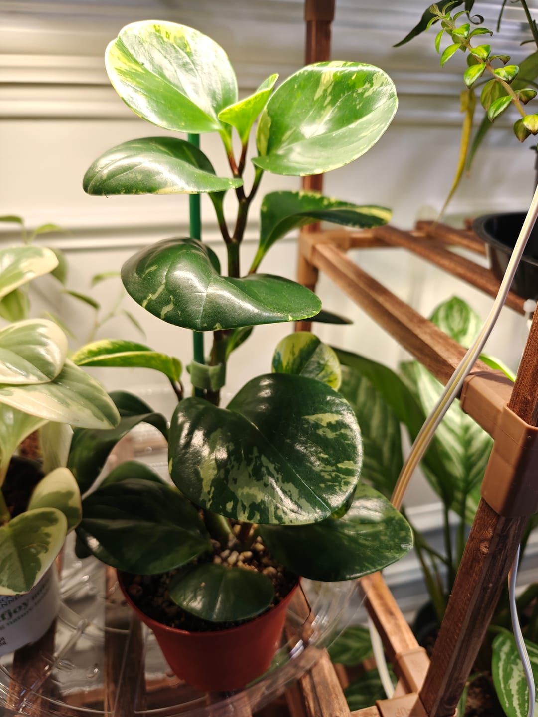 Customer photo review of Peperomia obtusifolia 'Marble'