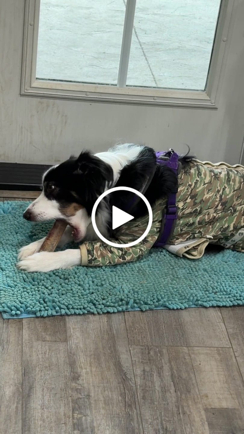 Customer video review of Power Chewer Trial Pack – Built for the Toughest Chewers!