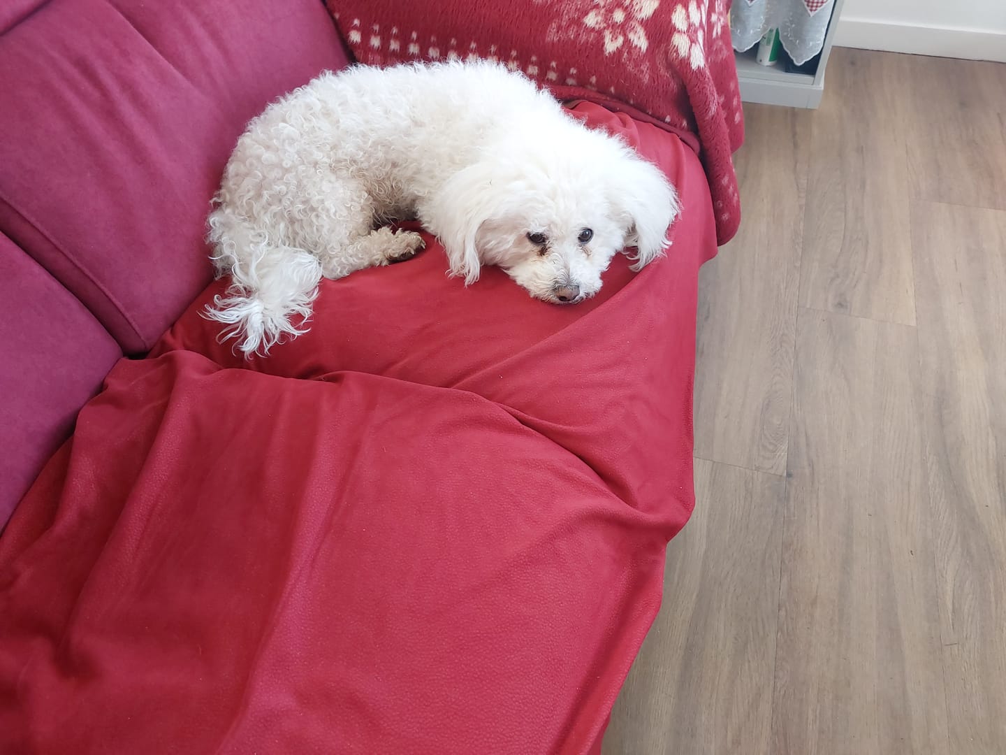 Customer photo review of Croquettes Poulet & Citrouille - Chien Petite Race