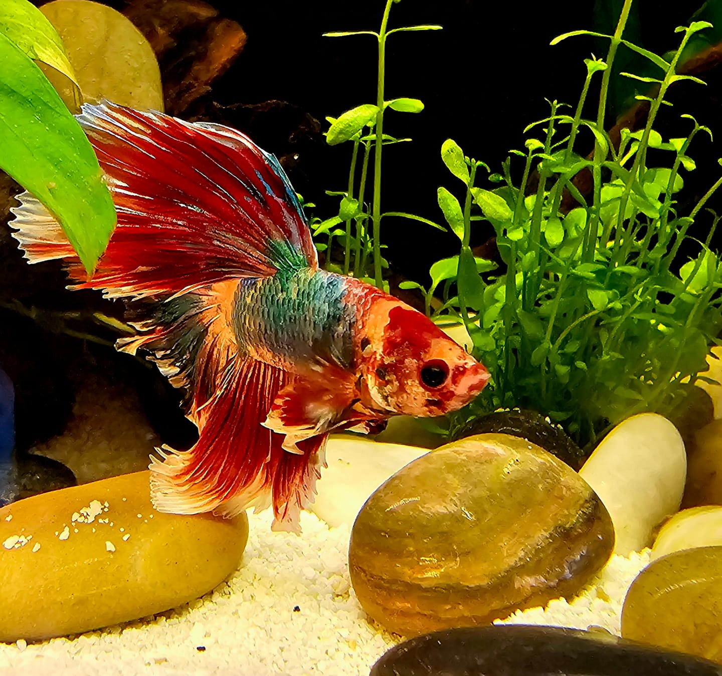 Customer photo review of Fancy Halfmoon Male Betta Fish High Grade | Buy 4 Get 1 Free | Mystery Betta