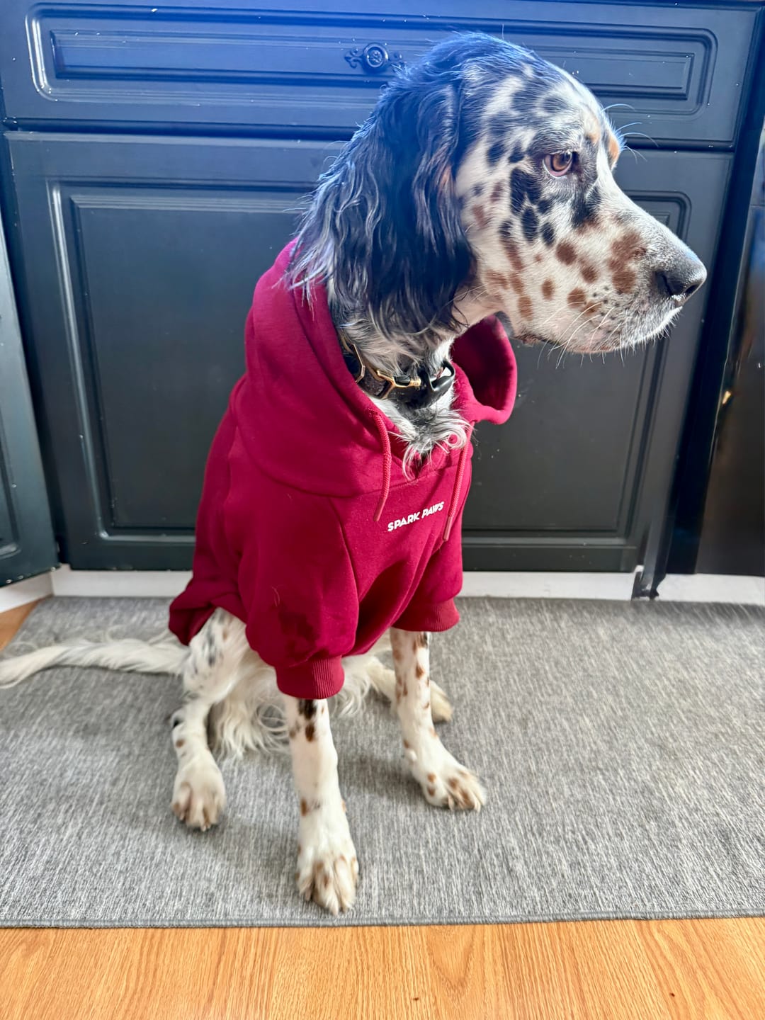 Customer photo review of Essential Dog Hoodie - Burgundy