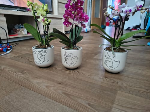 Rezensent zeigt das 3er-Set Table Dance Orchideen. Die hellgrüne, violette und weiße Orchidee stehen in verzierten Töpfen auf dem Boden.