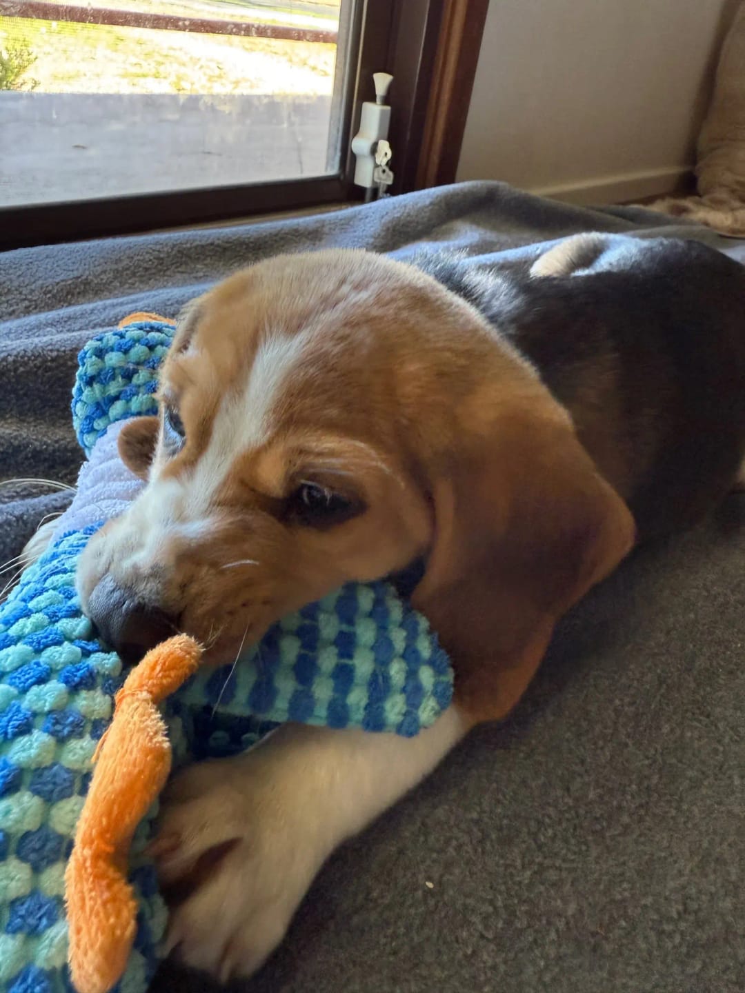 Customer photo review of Plush Blue Goose Dog Chew Toy