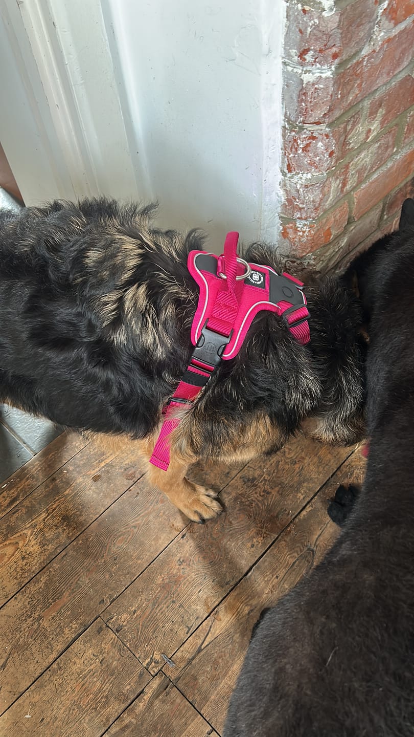 Customer photo review of Anti Pull Hurricane Harness Lighter | With Handle - Carminerose