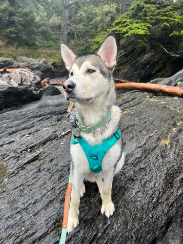 Customer photo review of Hands-Free Leash Adapter