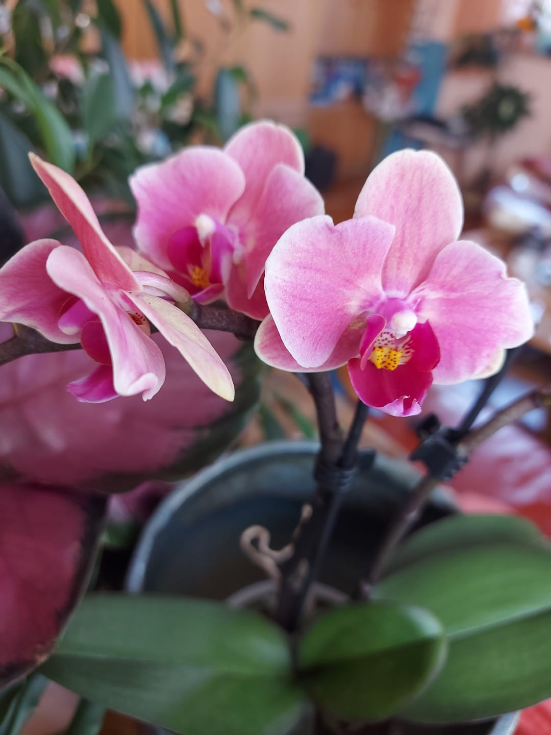 Customer photo review of Table Dance Sunny mit gelben Blüten und 2 Rispen