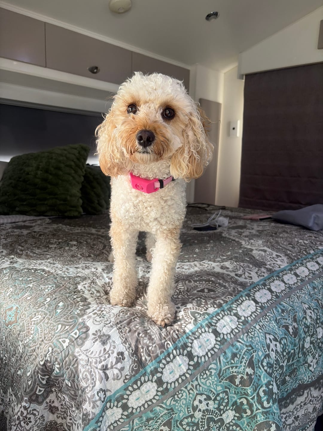 Customer photo review of FluffGuard - 12 Months Bug Free Collar