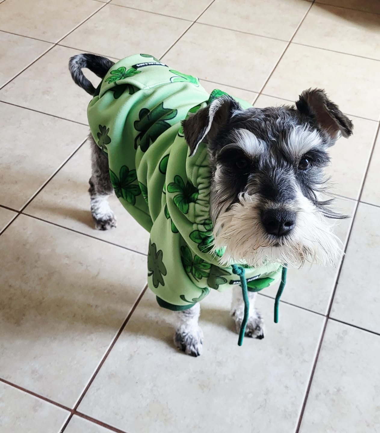 Customer photo review of St. Paddy's Dog Hoodie - Light Green (Limited Edition)