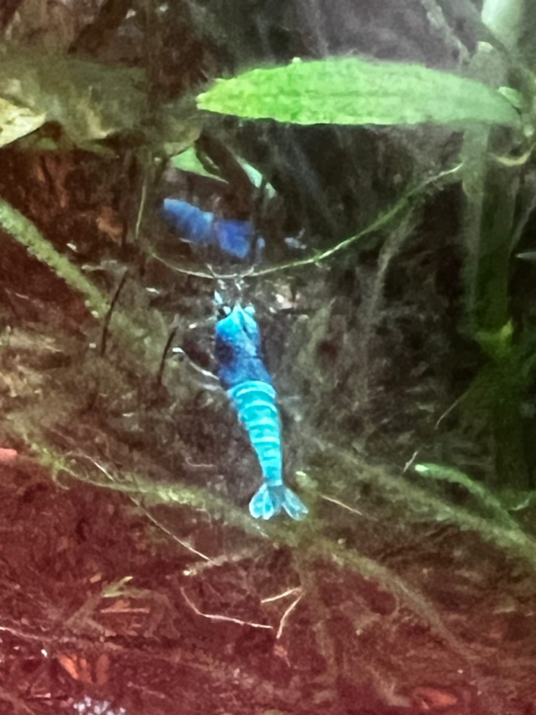 Customer photo review of Blue Bolt Shrimp (Caridina cantonensis var. “Blue Bolt”), Tank-Bred