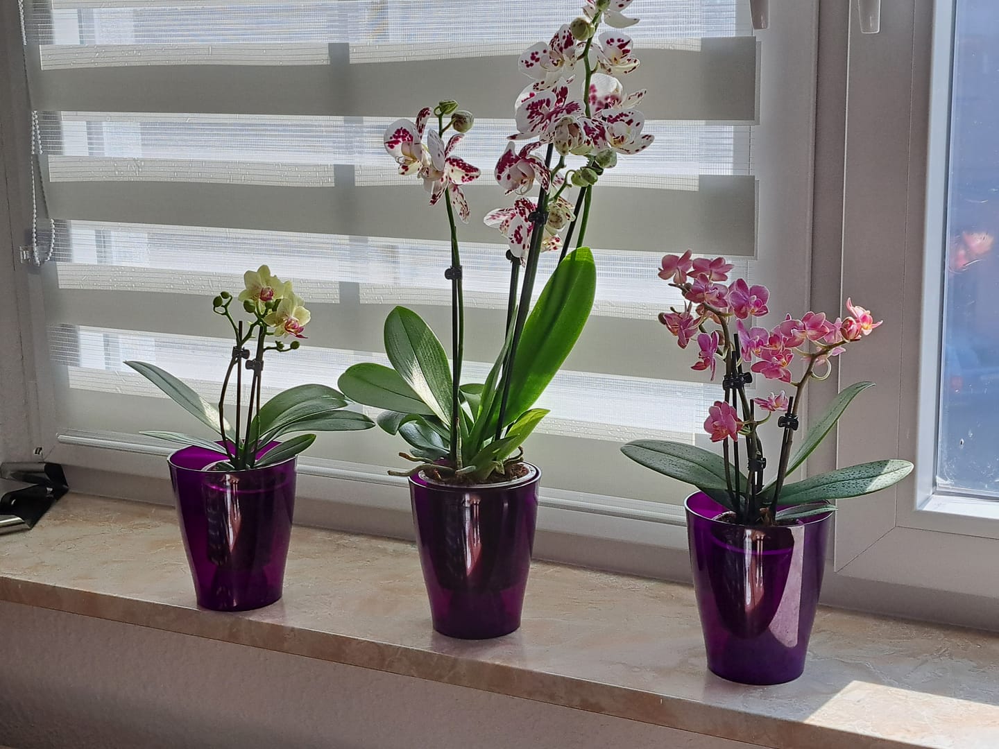 Customer photo review of Große Two of Us Marrakesh mit gefleckten Blüten und 3 Rispen