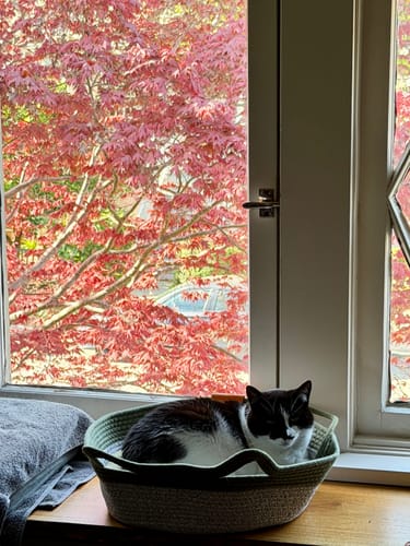 Customer photo review of Instinct Basket | Meet the first research-backed natural territory for indoor cats