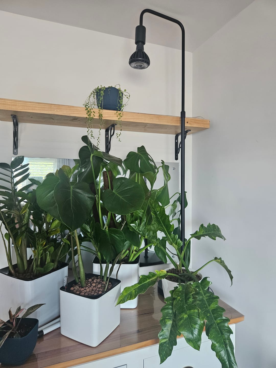 Customer photo review of Pianta Grow Light and Adjustable Floor Lamp Bundle