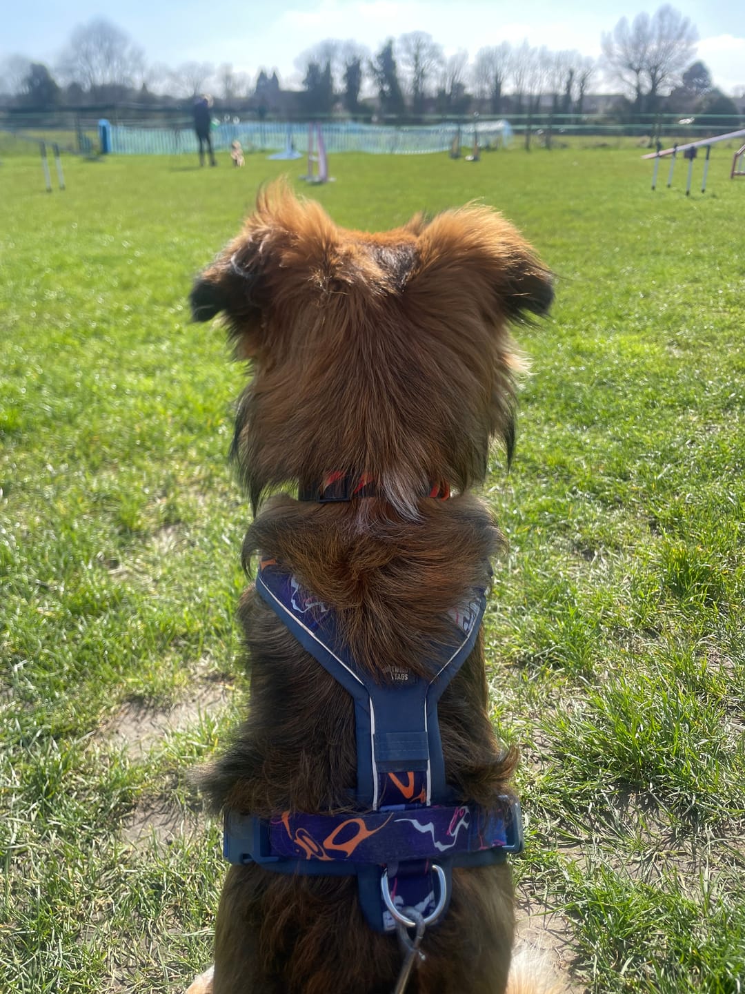 Customer photo review of Apex® Harness