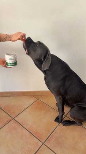 Avis d'un client : un grand chien noir prend le complément articulations dans une main, le pot est visible.