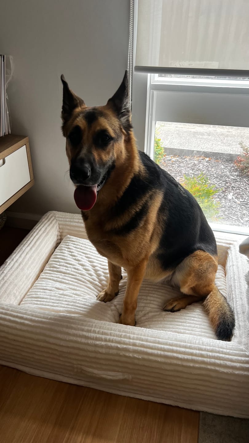 Customer photo review of Orthopaedic Dog Bed – Waterproof & Washable