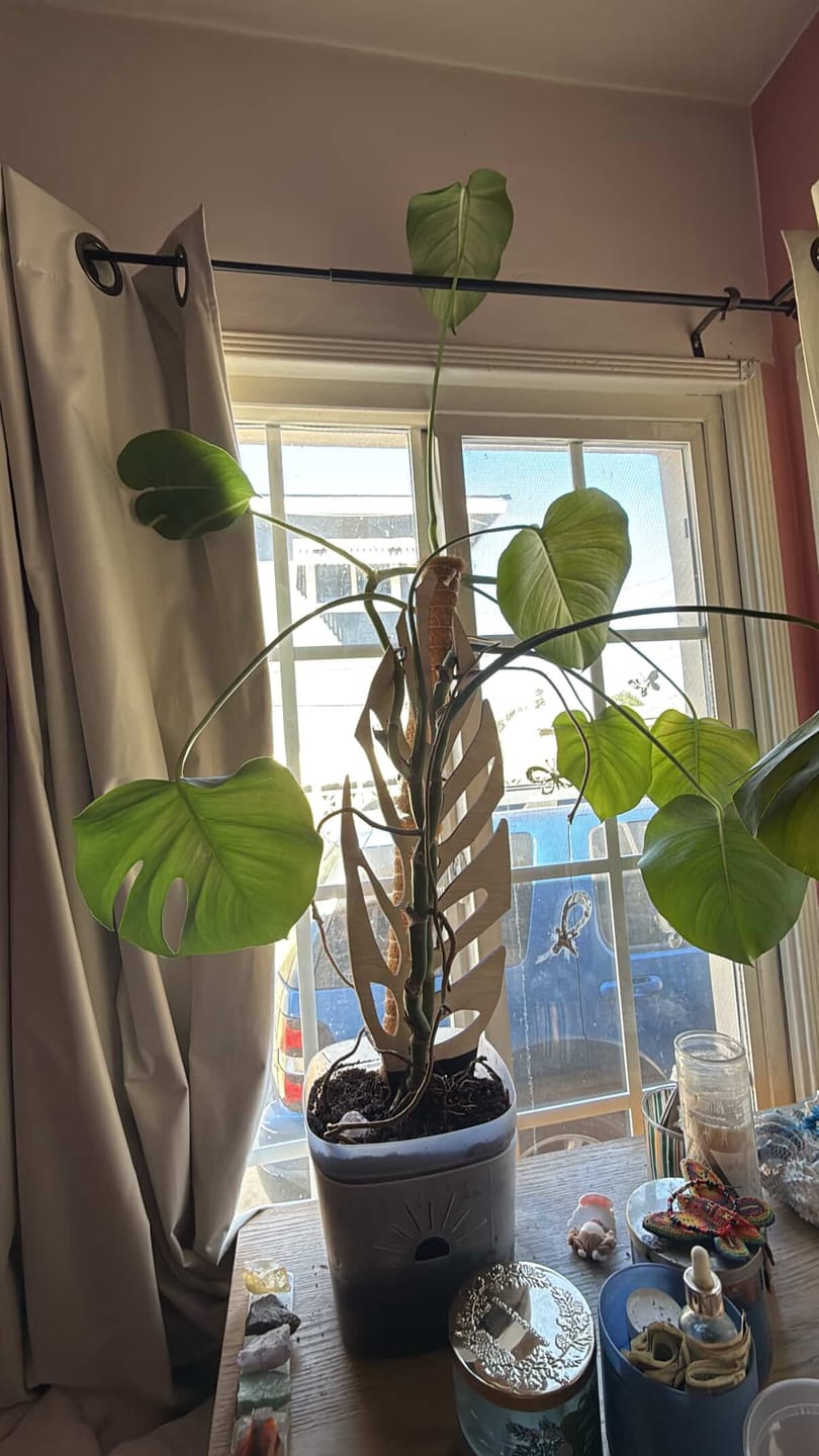 Customer photo review of BARE™ Monstrella™ - Customizable Monstera shaped wooden plant support