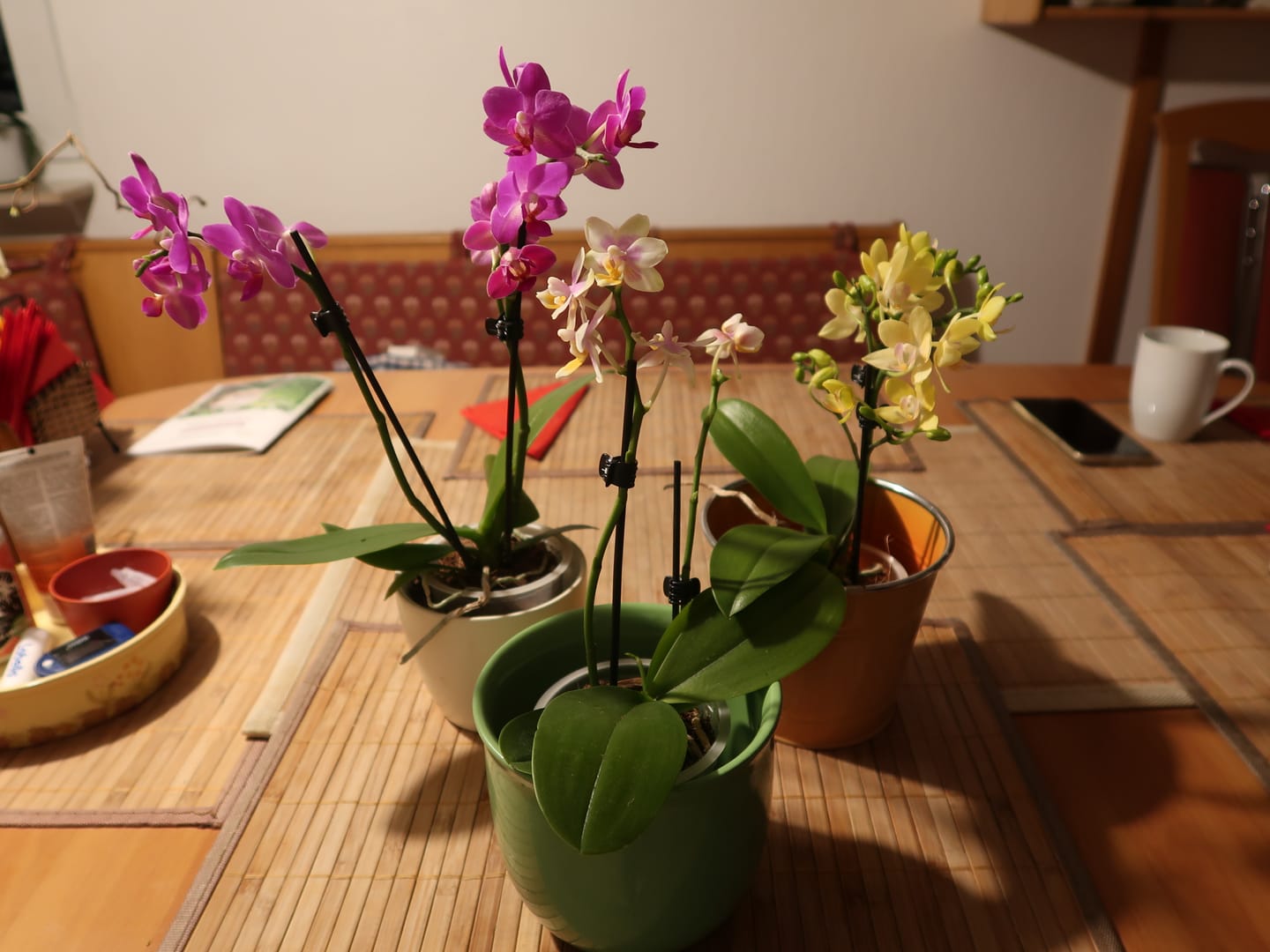 Customer photo review of Table Dance Farbmix im 6er Set mit 2 Rispen