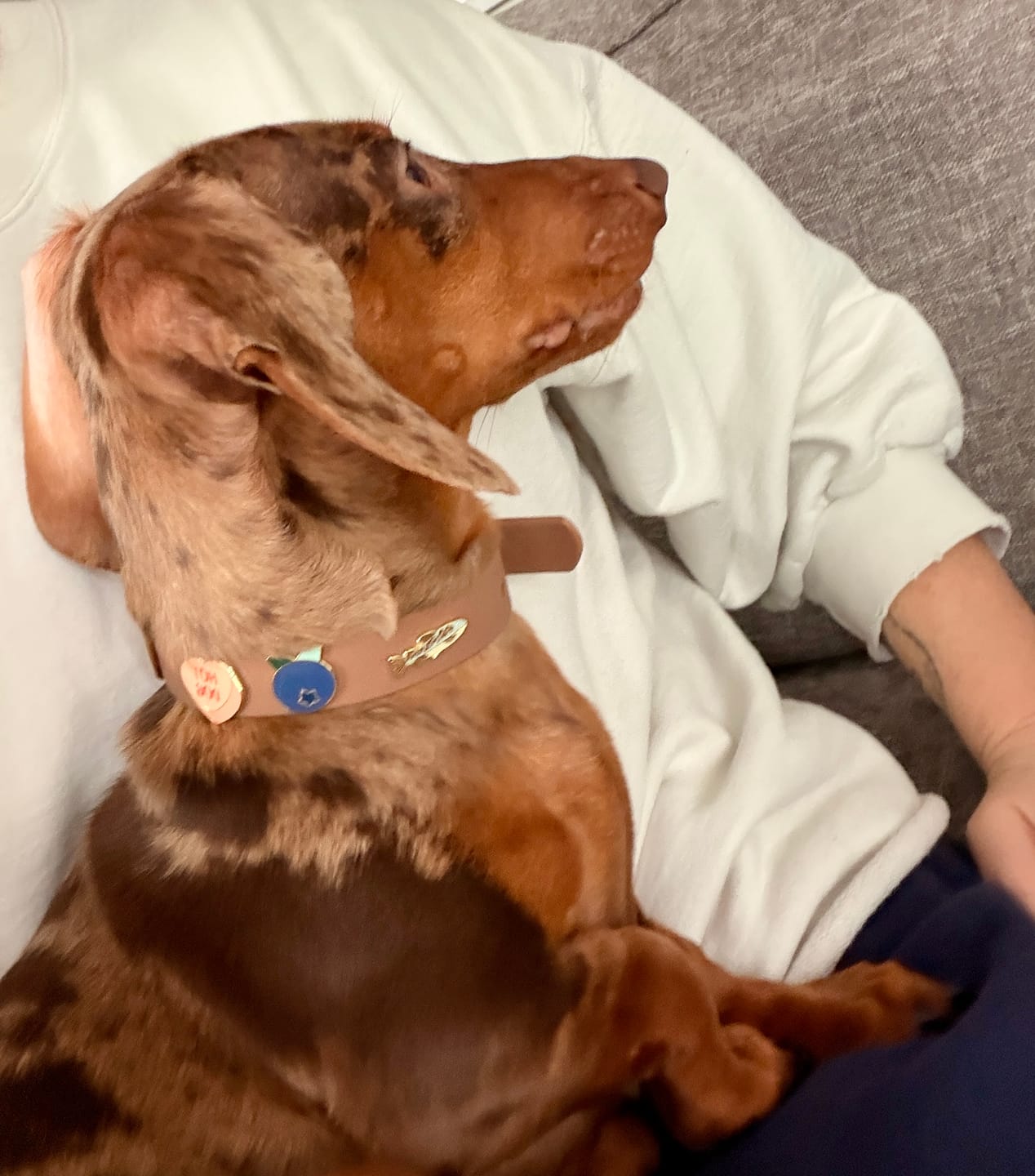 Customer photo review of Moodies Collar