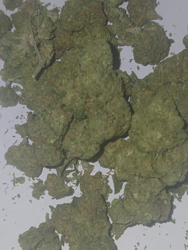 Customer photo review of Acapulco Gold THCA Flower